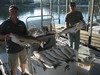 (08/12/2014) - Nice Striped Bass